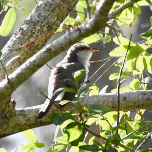 yellow billed cuckoo